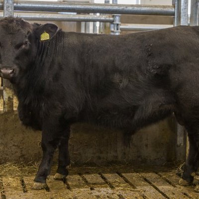 Rúmlega 6 mánaða er Draumur orðið 374 kg og hefur þyngst um 1.742 gr á dag