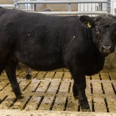 Af kvígunum hefur Vísa þyngst mest per dag eða um 1.387 gr á dag og er orðin 304 kg.