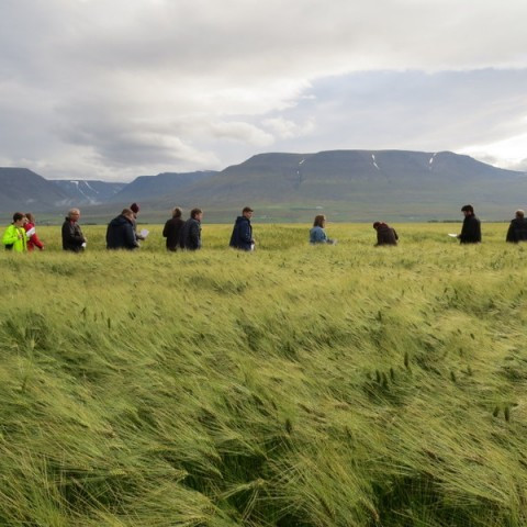 Mismunandi byggyrki á Vindheimum skoðuð