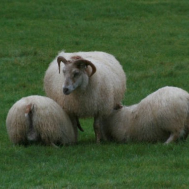 Ljósmynd: Ragnar Þorsteinsson