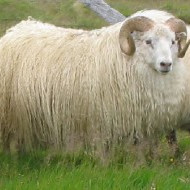 Fjárvís - útgáfa 2.1.0