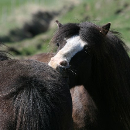 Röðun hrossa á kynbótasýningu á Miðfossum 10.-14. júní