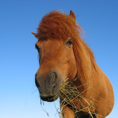 Fyrra yfirlit á Gaddstaðaflötum þann 7. júní