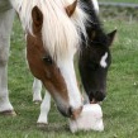 Miðsumarssýning kynbótahrossa á Selfossi