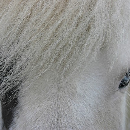 Síðsumarssýning á Gaddstaðaflötum