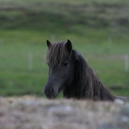 Síðsumarssýning á Hvammstanga - breyting á staðsetningu