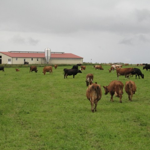 Niðurstöður úr skýrslum nautgriparæktarinnar í janúar 2014