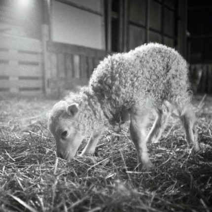 Skýrsluhald í sauðfjárrækt 2013 - meðalverðslíkan