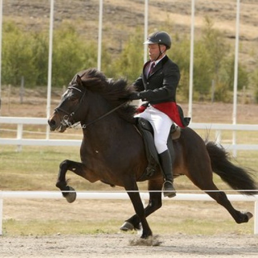 Kynbótasýning á Selfossi 26.-28. maí