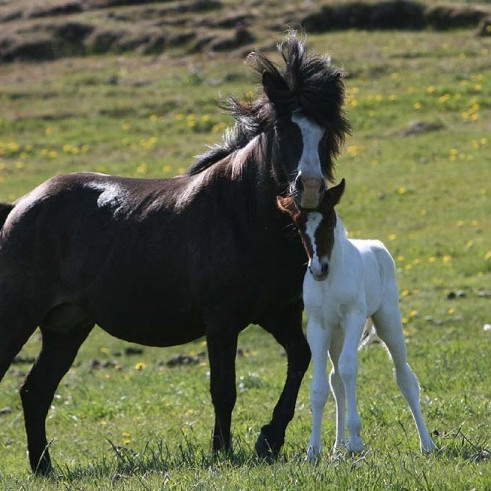 Kynbótasýning á Selfossi flutt í Hafnarfjörð