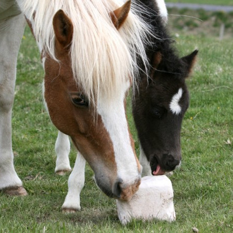 Yfirlitssýning á Sörlastöðum 28. maí