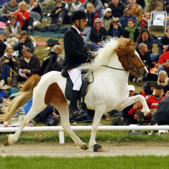 Kynbótasýning á Gaddstaðaflötum við Hellu 2.-14. júní