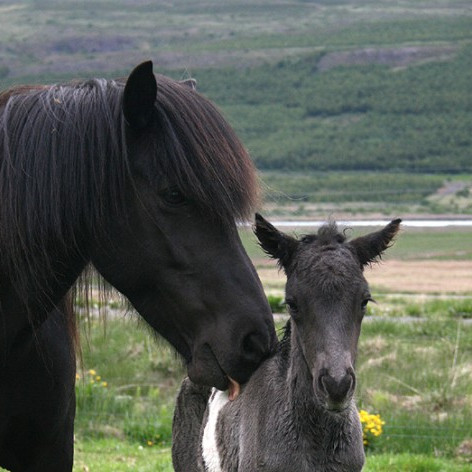 Hollaröðun á Melgerðismelum 3.-6. júní