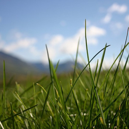 Hvernig gróffóður framleiðir þú í sumar? Hvernig fóður notar þú næsta vetur?