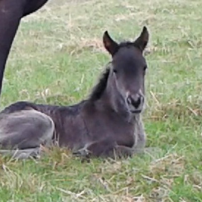 Yfirlitssýning á Melgerðismelum - hollaröð