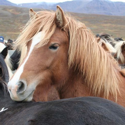 Yfirlit seinni viku á Gaddstaðaflötum