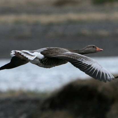 Opnað hefur verið fyrir skráningu á tjóni af völdum gæsa og álfta