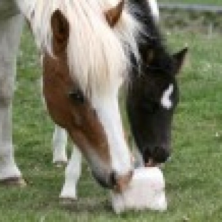 Uppfærð dagskrá á Kynbótavelli LM2014 - Miðvikudag 2. júlí - sunnudags 6. júlí