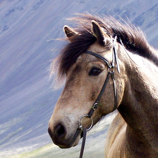 Síðsumarssýning á Miðfossum 11.-15. ágúst. Síðasti skráningardagur föstudagur 1. ágúst