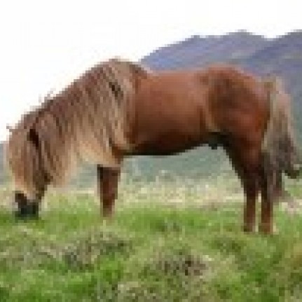 Síðsumarssýning á Sauðárkróki 11.-15. ágúst. Síðasti skráningardagur föstudagur 1. ágúst.