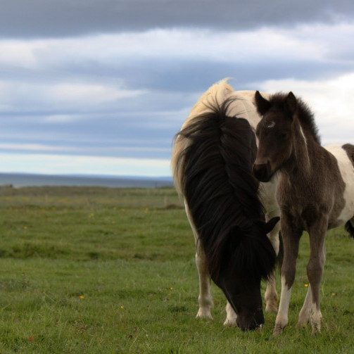 Hollaröð á síðsumarssýningu á Miðfossum 11.-12. ágúst