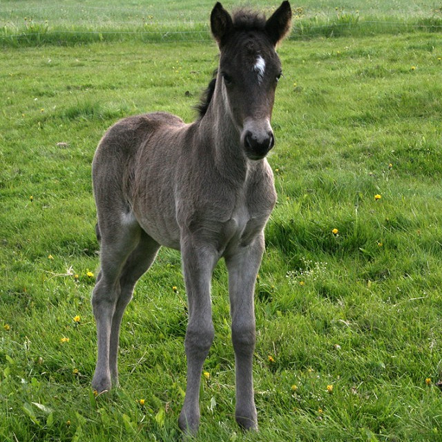 Yfirlitssýning síðsumarssýningar á Mið-Fossum, 13. ágúst 2014