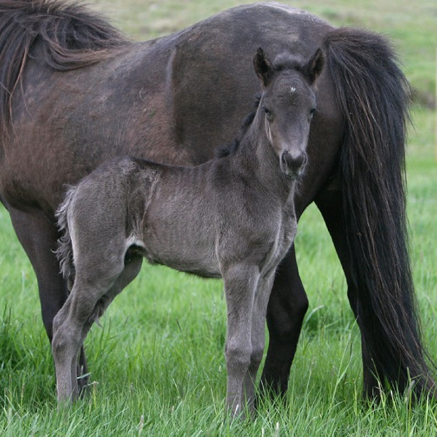 Hollaröð yfirlitssýning á Mið-Fossum 13. ágúst