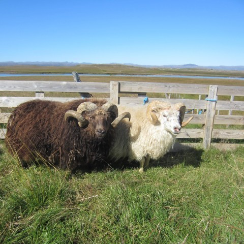 Sæðingastöðvahrútar 2014-2015