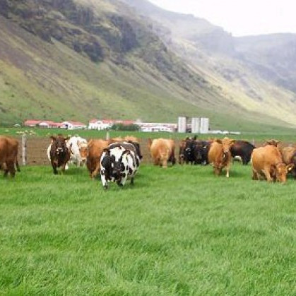 Niðurstöður tilboðsmarkaðar með greiðslumark mjólkur