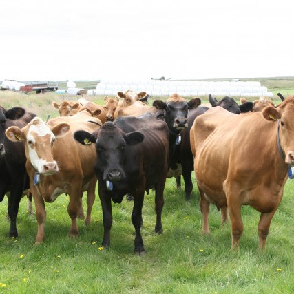 Vangaveltur um nautakjötsframleiðslu