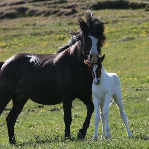 Skráningar á kynbótasýningar vorsins