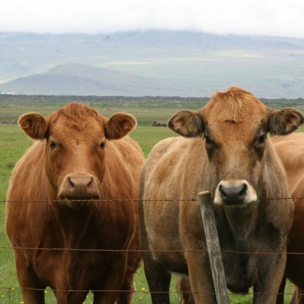 Niðurstöður úr skýrslum nautgriparæktarinnar í apríl 2015
