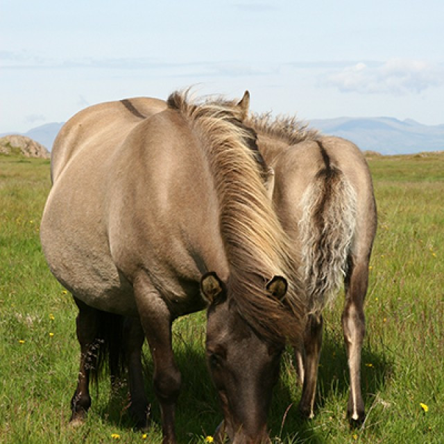Kynbótasýning á Sörlastöðum 20.-22. maí 2015