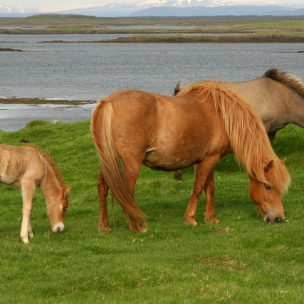 Röðun hrossa á kynbótasýningu á Mið-Fossum 3.-4. júní