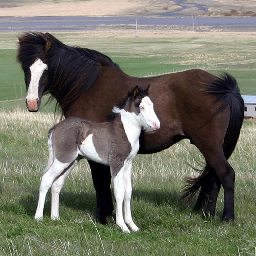 Yfirlitssýning í Víðidal fer fram föstudaginn 12. júní og hefst klukkan 8:00.