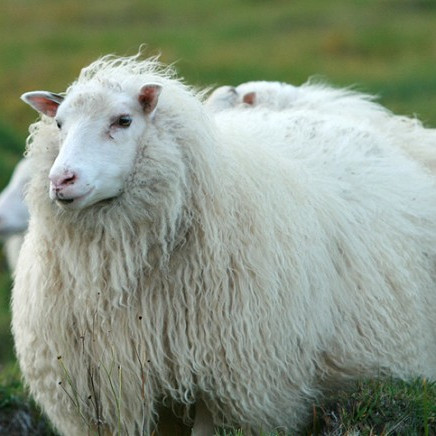 Starfsfólk RML aðstoðar við að svara könnun vegna ærdauða