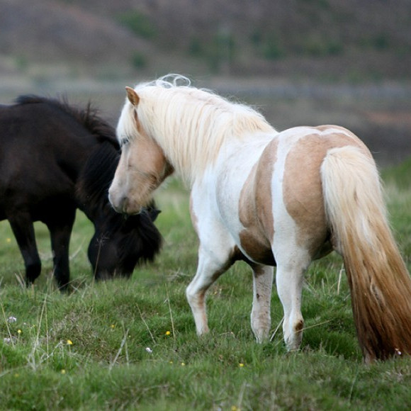 Röðun kynbótahrossa á Fjórðungsmóti Austurlands dagana 2. - 4. júlí 2015