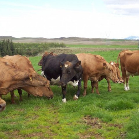 Niðurstöður úr skýrslum nautgriparæktarinnar í júlí 2015