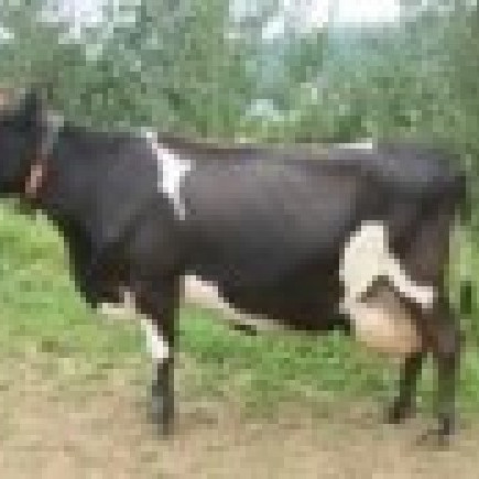 Niðurstöður úr skýrslum nautgriparæktarinnar í ágúst 2015