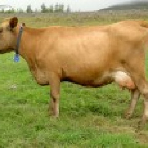 Niðurstöður úr skýrslum nautgriparæktarinnar í september 2015