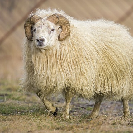 Móttaka sæðispantana hafin fyrir Skagfirðinga