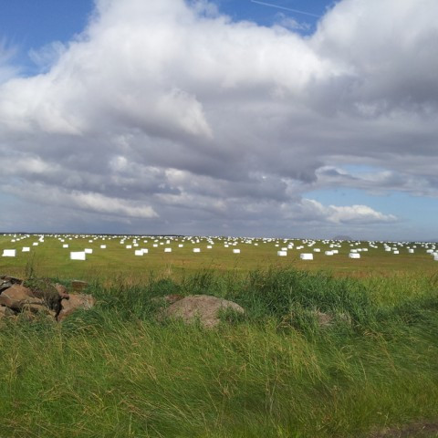 Ekki of seint að senda heysýni til efnagreininga