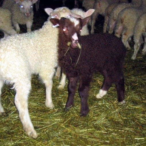 Niðurstöður skýrsluhalds í sauðfjárrækt 2015