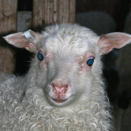 Vorið - námskeið fyrir sauðfjárbændur