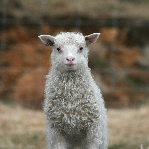 Fjögur námskeið í Fjárvís