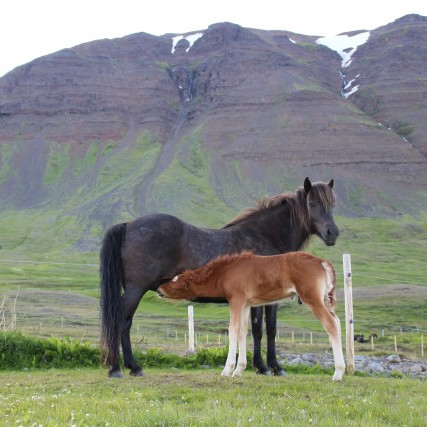 Umsóknir um styrki úr Stofnverndarsjóði íslenska hestakynsins