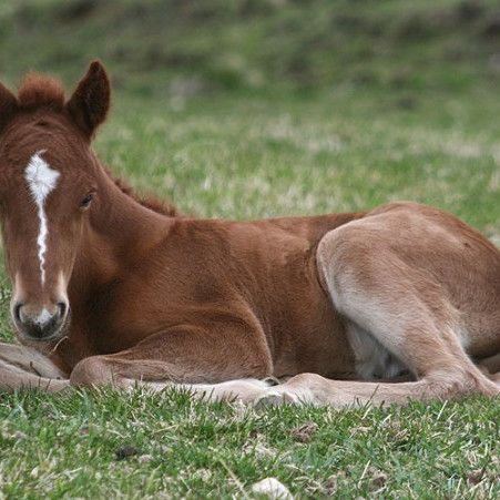 Upplýsingar varðandi landsmótsskrá