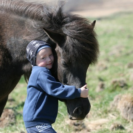Röðun hrossa á kynbótasýningu á Gaddstaðaflötum 30. maí - 10. júní.