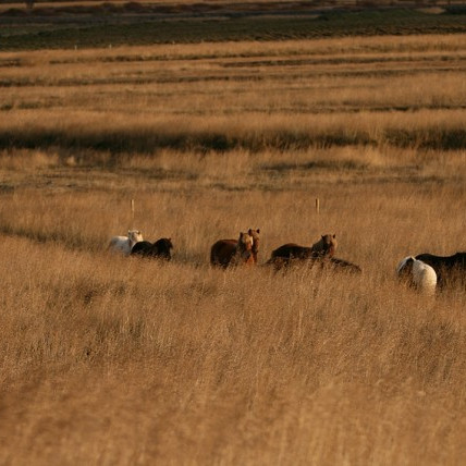 Röðun hrossa á kynbótasýningu á Mið-Fossum 6.-9.júní