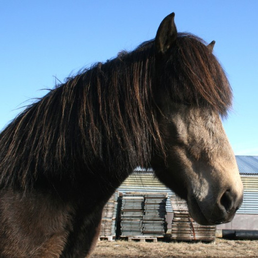 Yfirlit á Mið-Fossum 2. júní - Hollaröð